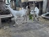 Bak, Nubian Goat — 3. fotó