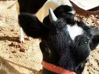 Kuh, Russian Black pied cattle — Foto 3