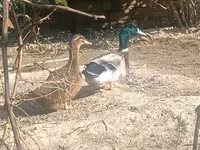 Ducks — photo 3