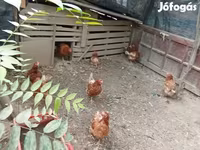 Chickens — 2. fotó
