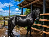 Hing, Friesian — 2. fotó