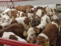 Byk, Simmental cattle — zdjęcie 2