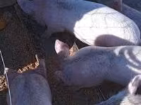 Sow, Pigs — photo 2