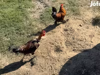 डेनिश हेन — फ़ोटो 2