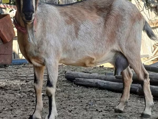 Коза, Альпийская коза