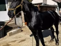 公马, Nonius horse — 照片 3