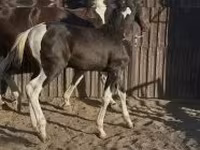 Hing, Dutch warmblood horse — 1. fotó