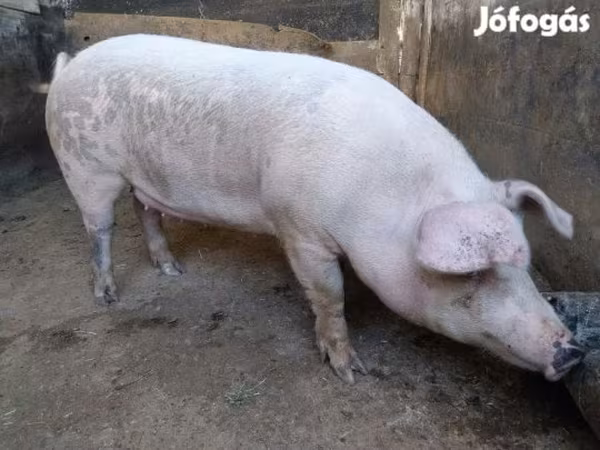 Süldőanya, Sertések — Magyarország