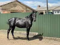 Caballo, Nonius horse — foto 3