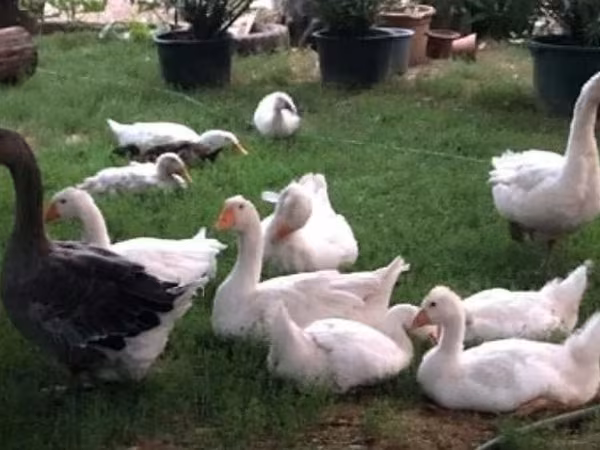 Geese