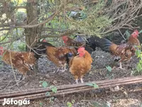Chickens — foto 3