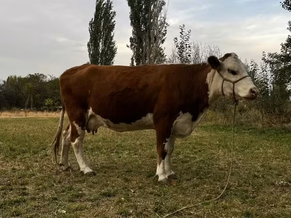 Krava, Simmental cattle