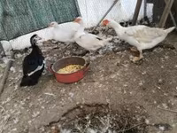 Ducks — photo 1