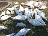 Ducks — 1. fotó