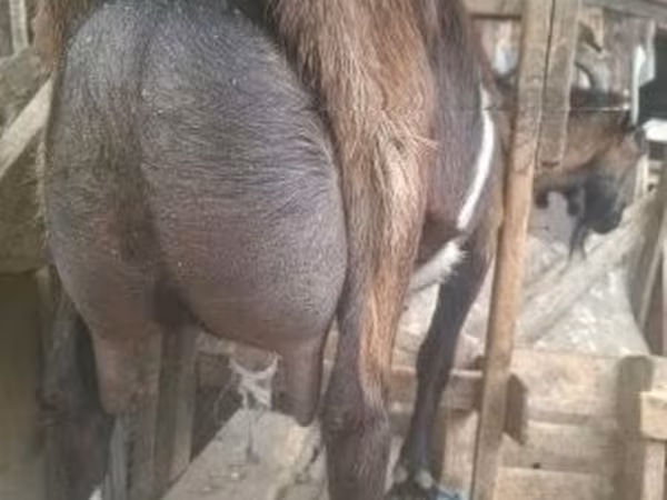 公山羊, Alpine goat