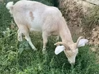 Koza, Boer goat — foto 6
