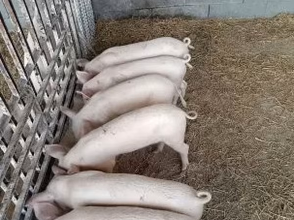 Sow,  — Hungary
