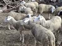 公羊, Sheep — 照片 7