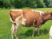 Kuh, Simmental cattle — Foto 2