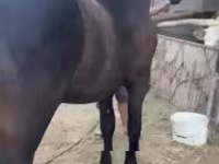 घोड़ा, Friesian — फ़ोटो 5