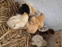 Chickens — zdjęcie 4