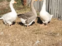 Geese — zdjęcie 7