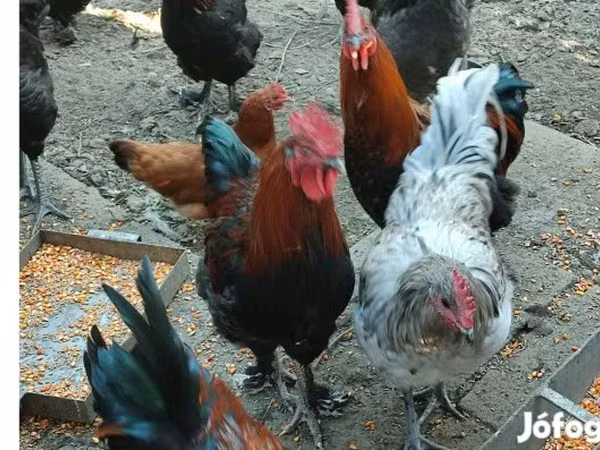 Marans