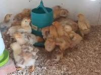 Chickens — foto 3