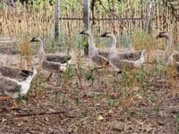 Geese — foto 8