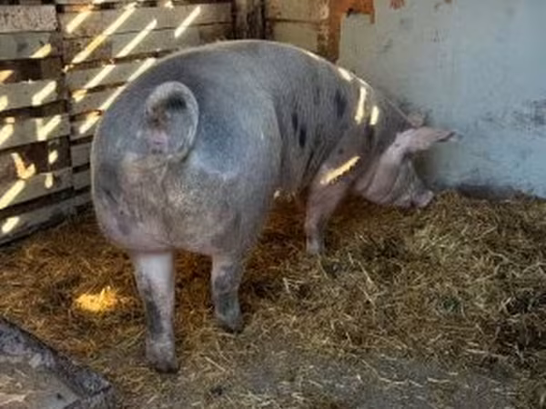 Sow,  — Hungary