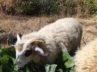 Kos, Racka sheep — 7. fotó
