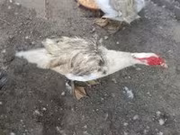 Ducks — photo 2