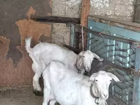 Cabra, Cabras — foto 4