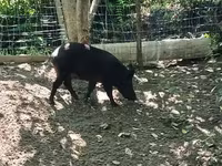 Sow, Pigs — photo 5