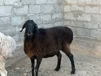 Қойлар (топ, жынысы көрсетілмеген), Қойлар — 4-сурет