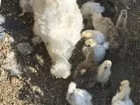 Silkie — zdjęcie 2
