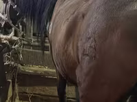 母马, Horses — 照片 5