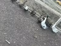 Ducks — الصورة 1