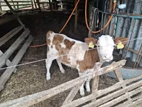Býk, Maďarské šedé plemeno — foto 1