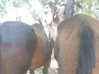 Horse (M), Furioso-North Star — photo 1