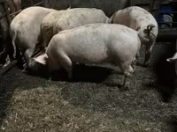 Sow, Pigs — photo 3