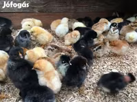Chickens — foto 2