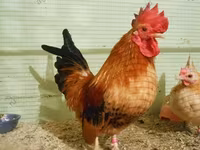 पडोवाना — फ़ोटो 4