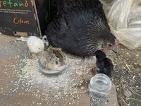 Chickens — photo 6