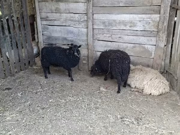 भेड़, Baerchuke sheep