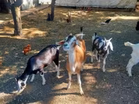 Billy Goat, Nubian Goat — photo 5