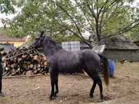 Klisna, Koně — foto 2
