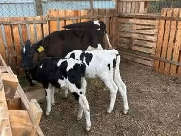 公牛, Russian Black pied cattle — 匈牙利