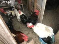 Chickens — 照片 1