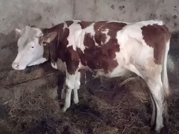 Cow, Simmental cattle — Hungary